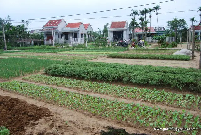 A small farm outside of Hoi An.