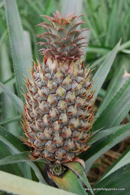 We finally learned where pineapples come from!