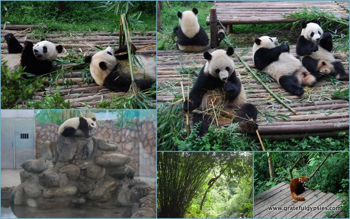 Panda-monium in Chengdu.