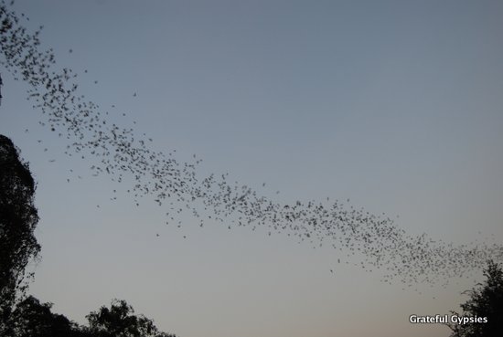 Thousands of bats flying out of the cave.