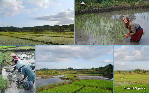 Yogyakarta rice fields.