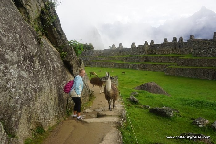 Jungle Trek to Machu Picchu llama