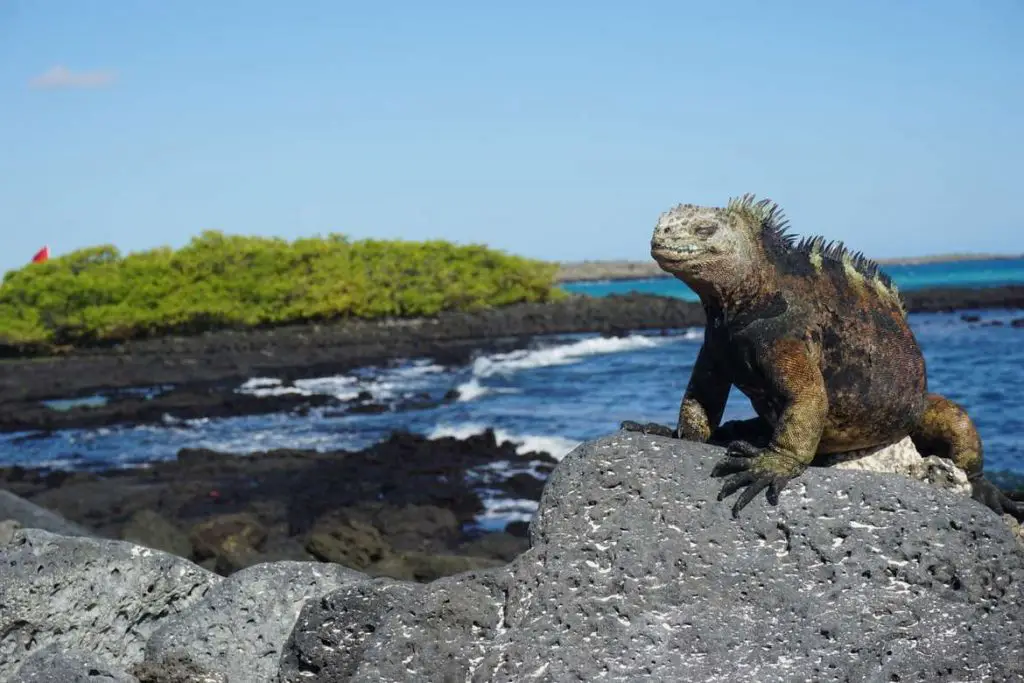 galapagos islands on a budget