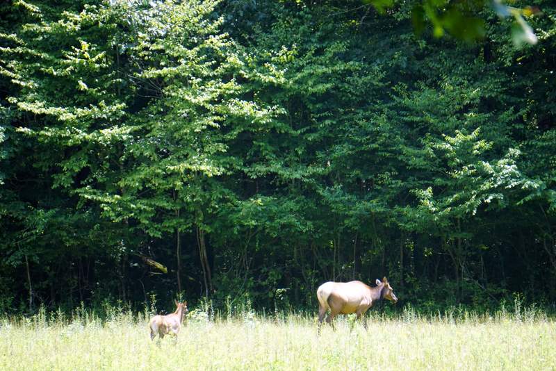 Elk in the Great Smoky Mountains