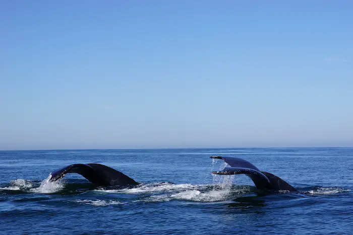 things to do in puerto vallarta whale watching